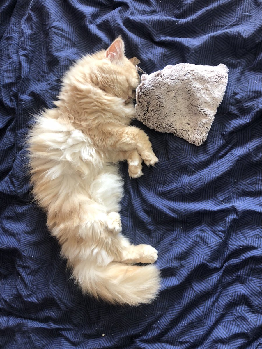 minithegoblin's tweet photo. @SarahB3e_ Never too many pet pictures ❤️‍🩹 here is my special needs boy Hummus! He loves his snuggle blankets and needs a sweater on cold days. https://t.co/W5uHTpMj0R