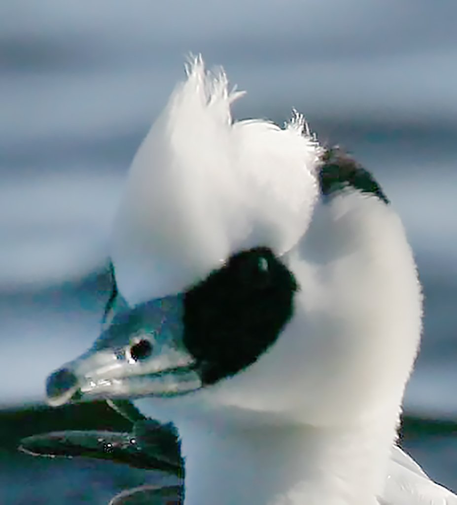 Uivelokoiraan töyhtö on kuin vaahtoa.