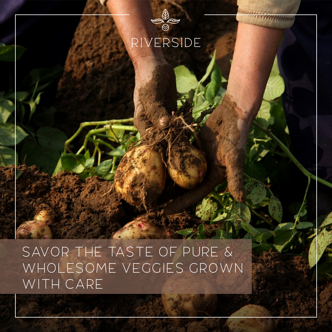 staywithaahma's tweet photo. At #RiversidebyAahma #organic vegetables from the farm are just steps away from resort's kitchen, ensuring the freshest & most delicious produce
#aahma #aahmahospitality #staywithaahma #farm #farmfresh #farmtotable #natural #uttarakhand #jimcorbett #luxurytravel #indiantourism https://t.co/JxfOxRGRVB