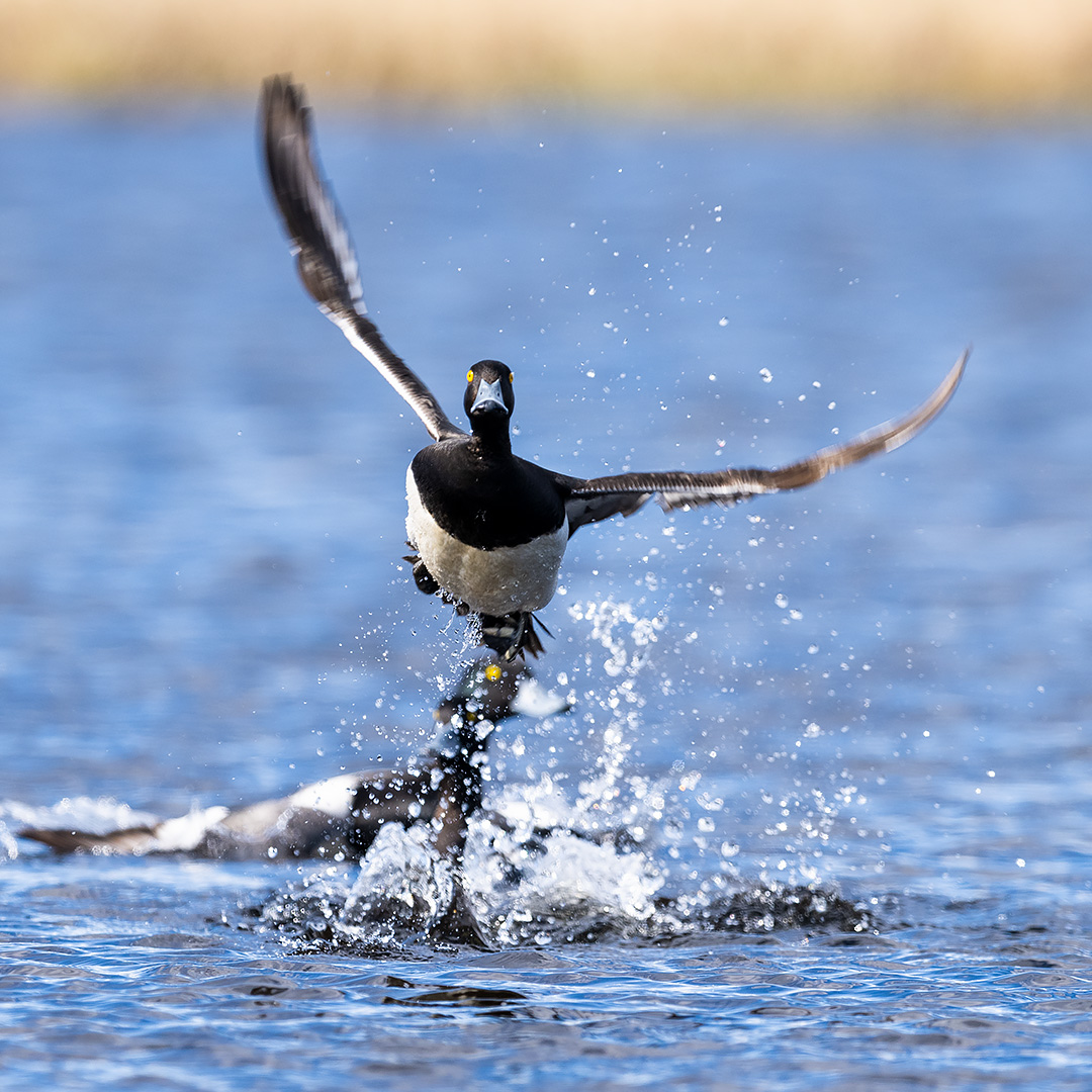 SwarovskiOptik's tweet photo. COMPACT TOUR THROUGH NORWAY ππ³π΄
I am so looking forward to the next outdoor adventures with the ATC spotting scope as my new ultimate travel scope #thinkcompact β Norway, we will be back soonβ¦
Read the full story of Leander's birding adventure here: https://t.co/wNvfyEenUe https://t.co/iKwFgeVT2A