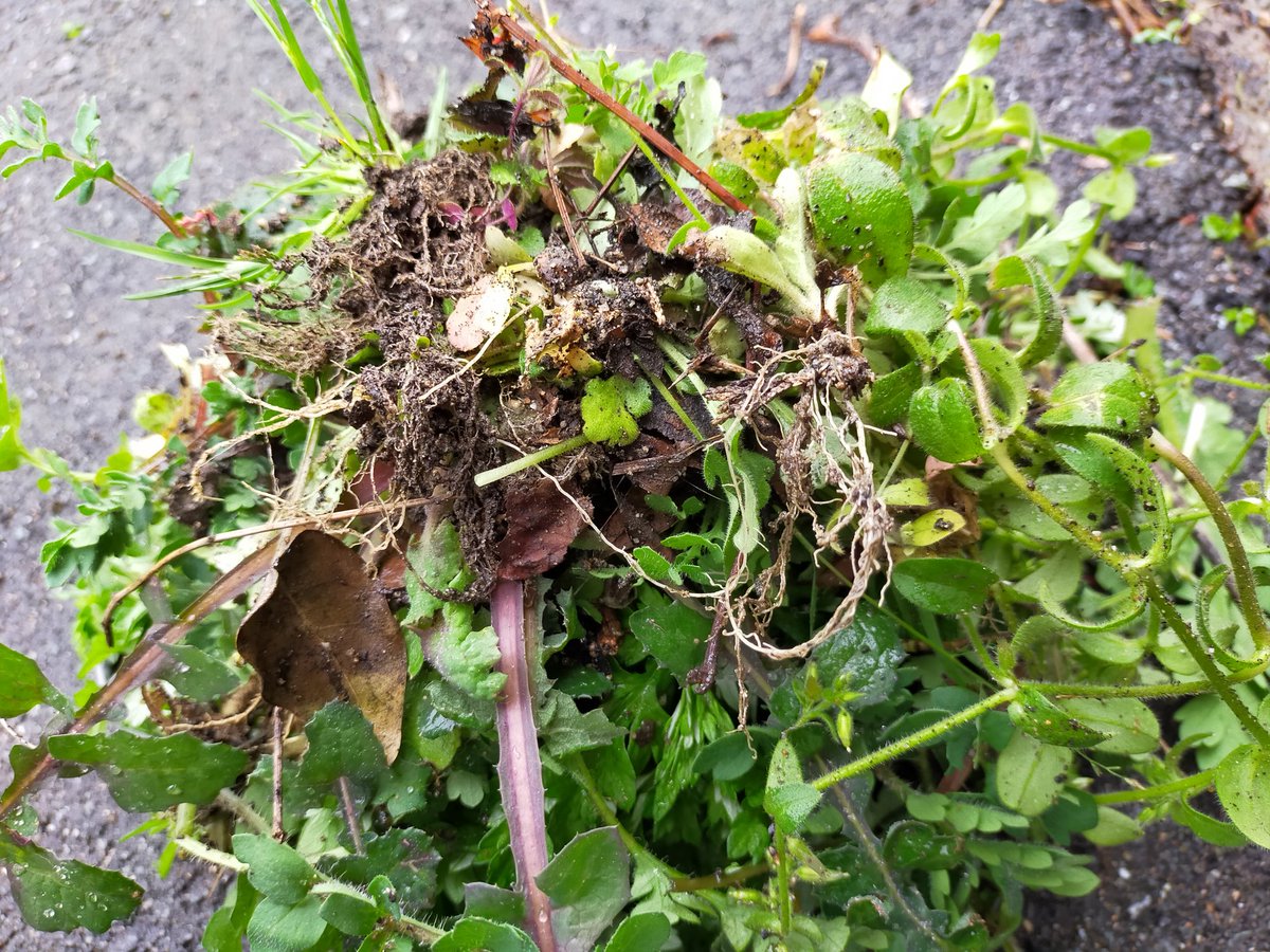 雨が降った直後に草取りをすると、
根っこから抜けやすいことを発見！

このハックは使える。

#生活の知恵 
#案外楽に抜けるのよ https://t.co/Ugp2kOQHTB