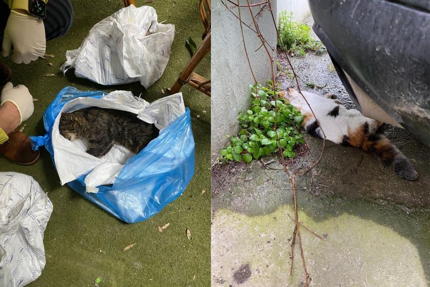 yeni1haberr's tweet photo. Kadıköy'de mahalle sakinleri tarafından sokakta beslenen yaklaşık 34 kedi, ölü bulundu. https://t.co/M1UP7CrDmU