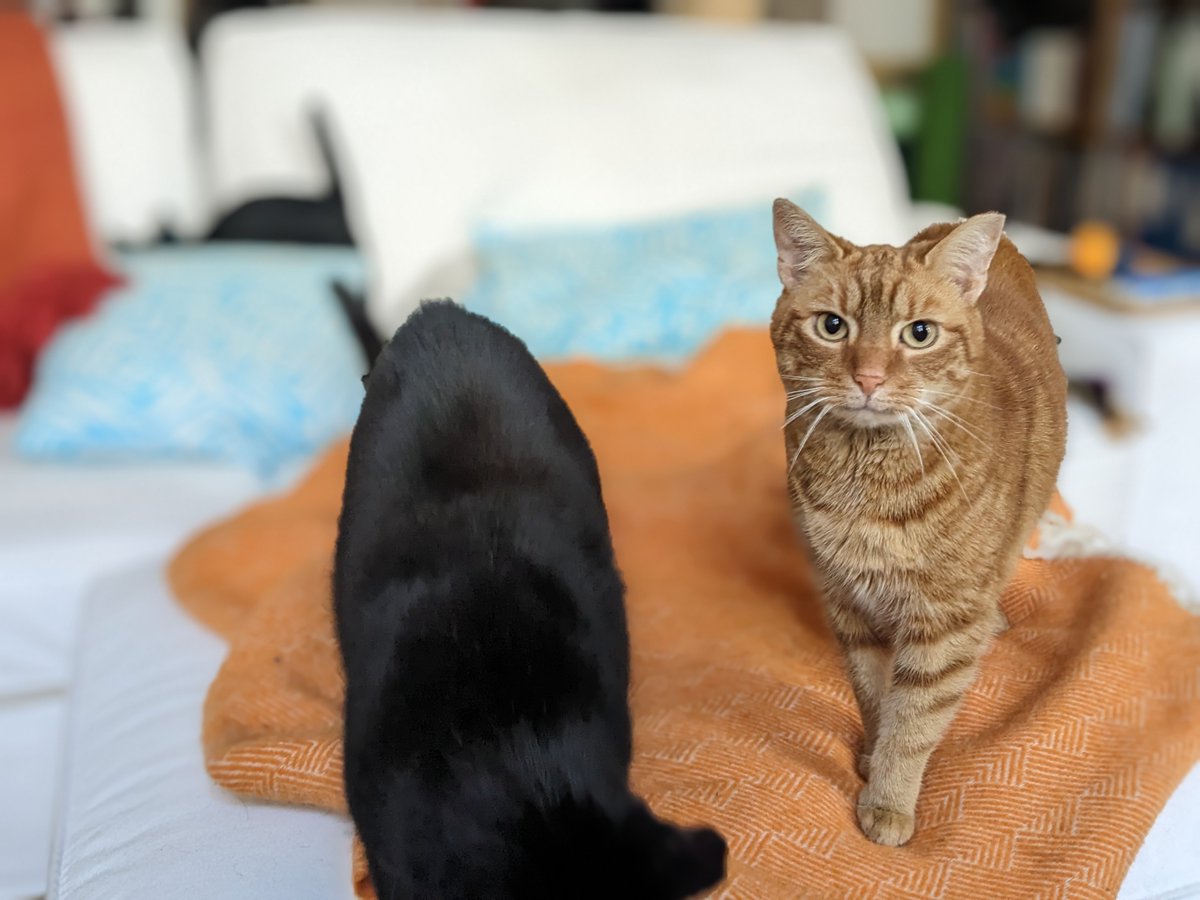 PaperTrailsIS's tweet photo. #YorkshireLad and #Zappelphilipp looked #ExtraCute sitting next to each other yesterday so I tried to take pics🐈‍⬛🐈😹 #cats #CatsOfTwitter  #Caturday https://t.co/6Z59xIYqJO