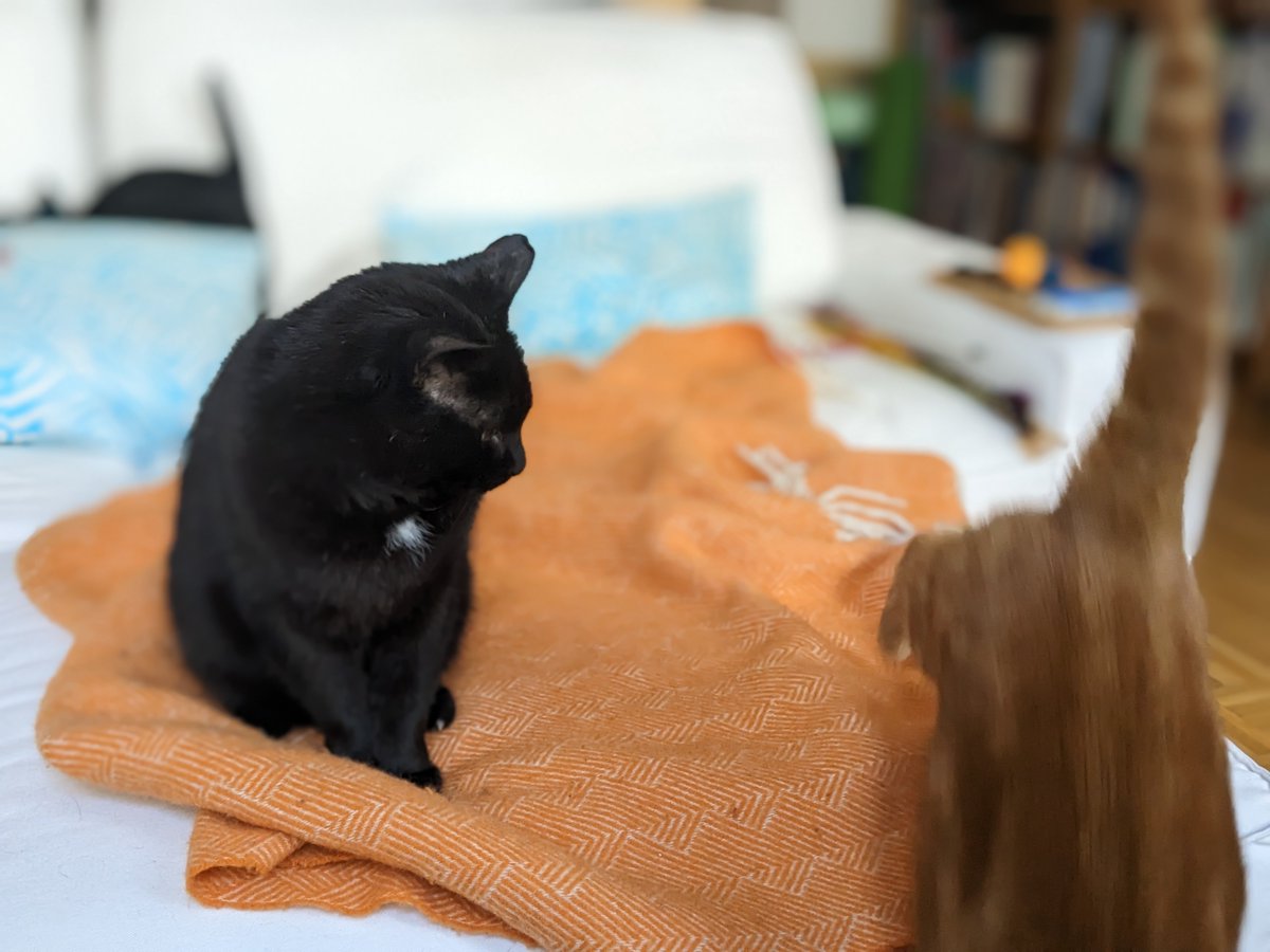 PaperTrailsIS's tweet photo. #YorkshireLad and #Zappelphilipp looked #ExtraCute sitting next to each other yesterday so I tried to take pics🐈‍⬛🐈😹 #cats #CatsOfTwitter  #Caturday https://t.co/6Z59xIYqJO
