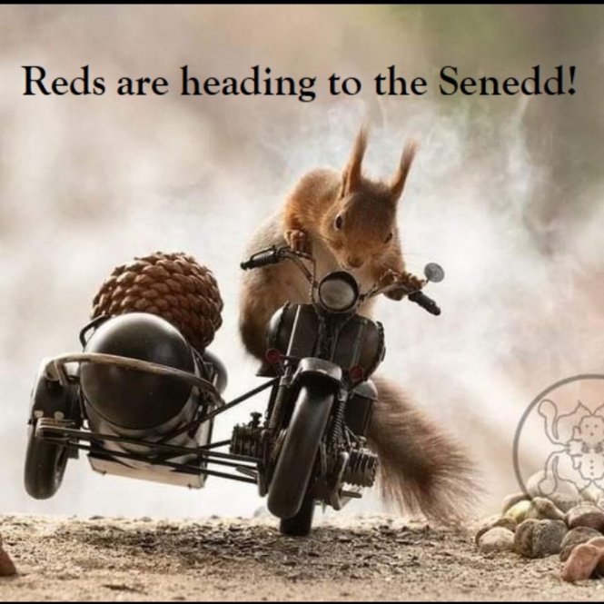 Squirrel Lovers Club (@lovers_squirrel) on Twitter photo 