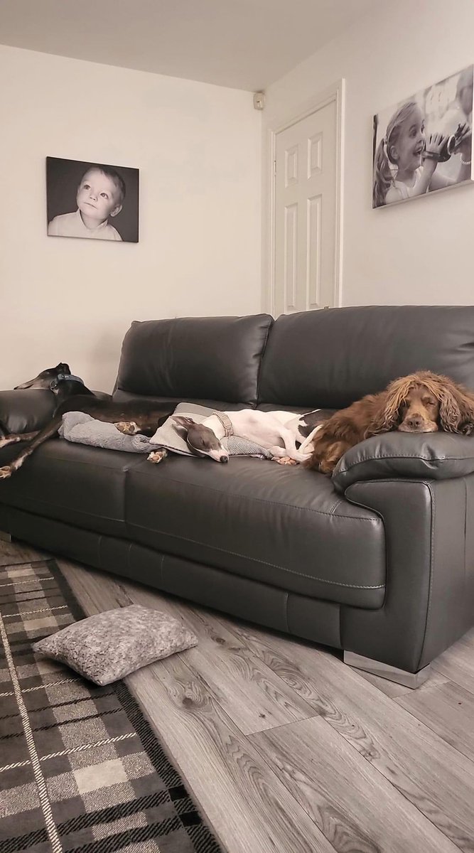 jacqscasserly's tweet photo. @NickyAACampbell Indeed they do 🐾🤗 https://t.co/nxaqOLMJ6k