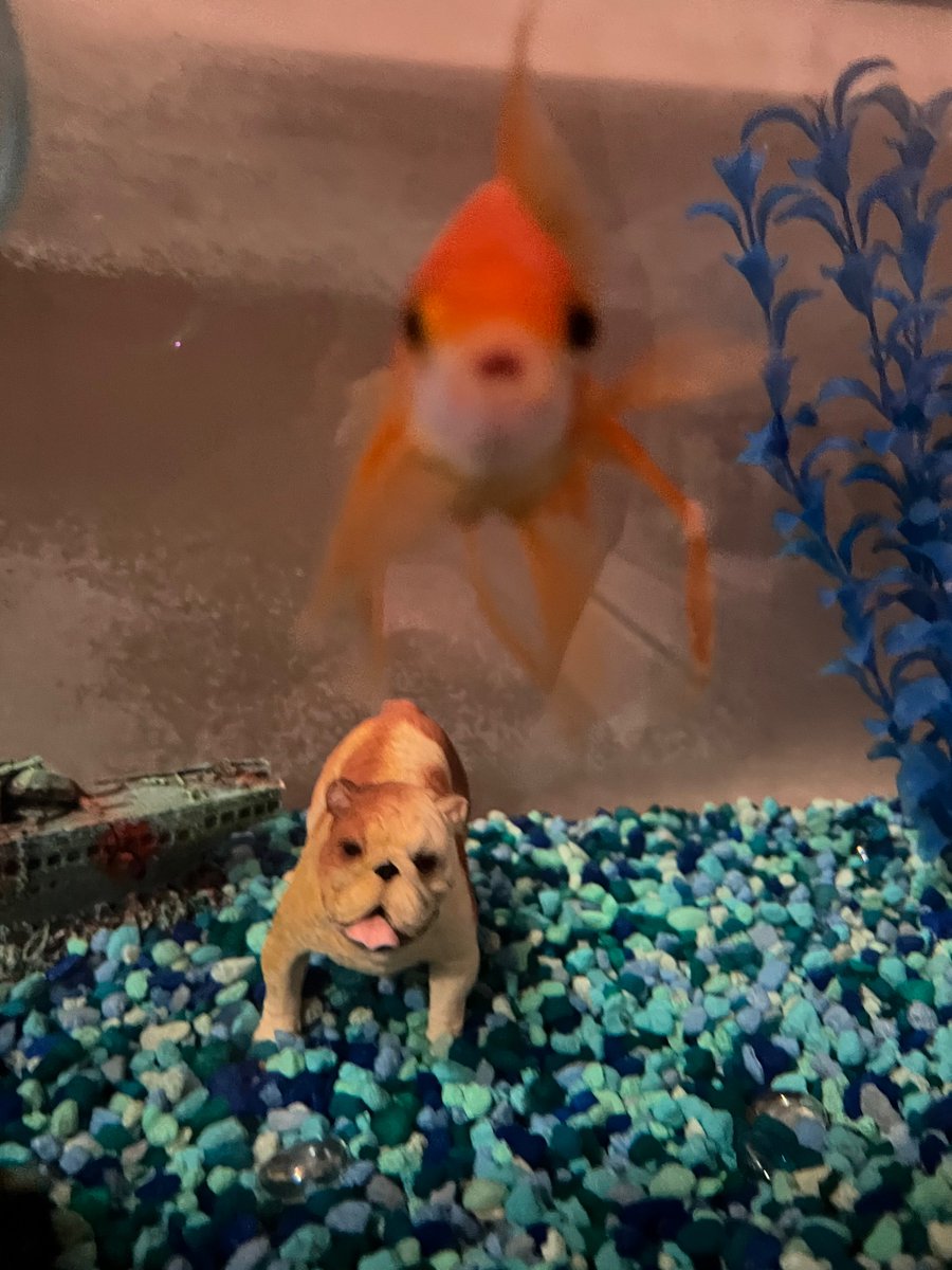 this photo i took of my fish... clarkey baby!! you look just like mommy !!