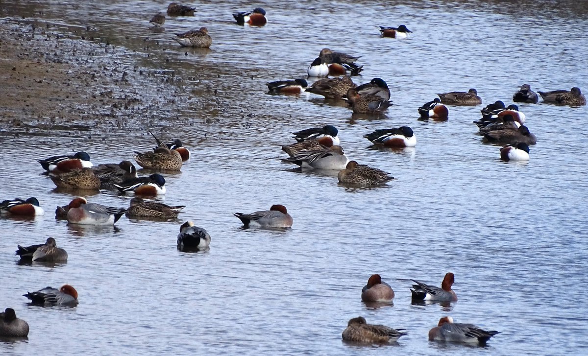 59秒以内にアメリカヒドリを見つけたら、リツイート！！

#日本野鳥の会ひょうご
#おうちdeバードウォッチング