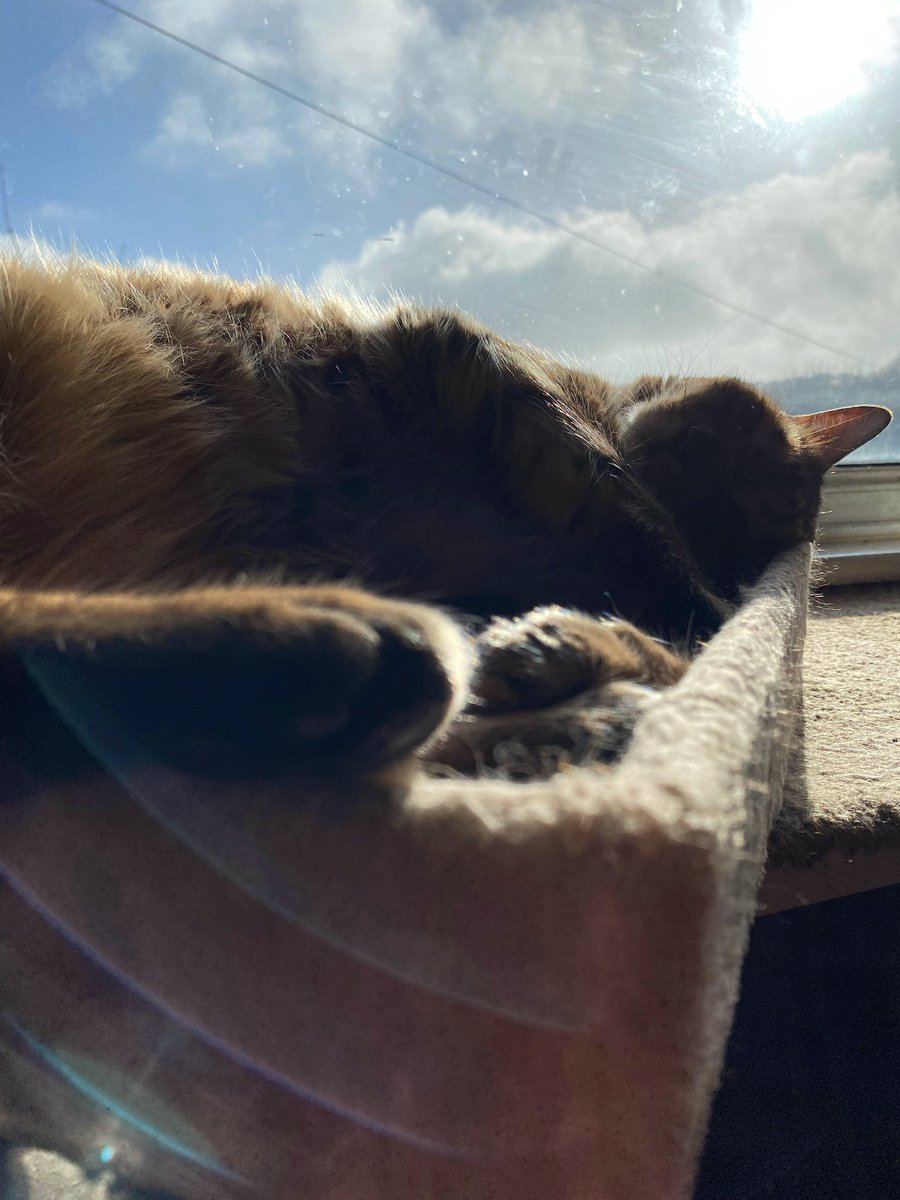 PiandNeko1's tweet photo. Good morning friends and fambly, itโs here!!! #SunPuddleSaturday at last! ๐น๐น everybody have a great day yo! #Caturday #TeamBengal #TheRuffRiderz https://t.co/EfrOxyRJmD