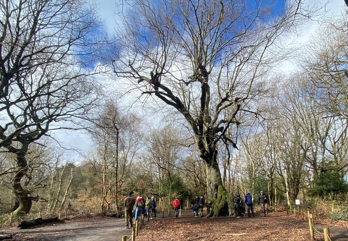 tree_myco_man's tweet photo. Good day yesterday hosting a tour of some of North London's oldest trees with tree and fungi friends from the Polish Tree Institute  and the Woodland Trust. Great conversations around how we manage these trees and lessons learnt. @CityCorpHeath @InstytutDrzewa @WoodlandTrust https://t.co/dH88MmI4Kq