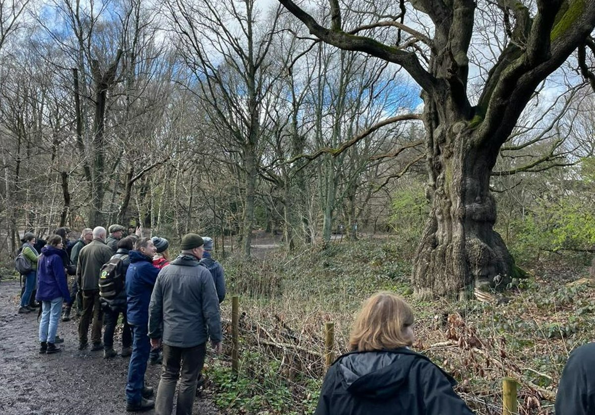tree_myco_man's tweet photo. Good day yesterday hosting a tour of some of North London's oldest trees with tree and fungi friends from the Polish Tree Institute  and the Woodland Trust. Great conversations around how we manage these trees and lessons learnt. @CityCorpHeath @InstytutDrzewa @WoodlandTrust https://t.co/dH88MmI4Kq