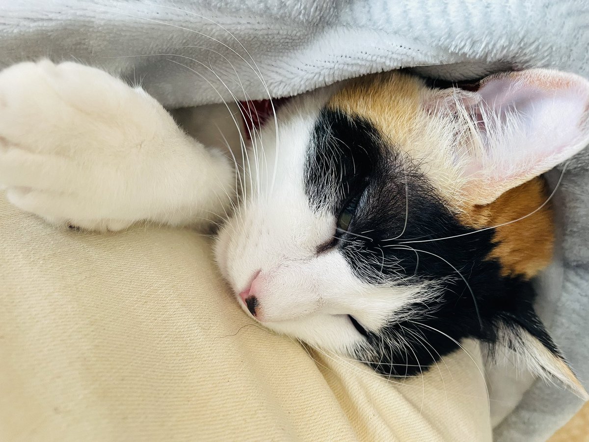 Color_0916's tweet photo. ぐーっすり寝てる(՞っ  ̫ _՞)ᐝ
かわいいなぁ🥰

#ねこのいる暮らし
#猫のいる幸せ https://t.co/xCqNaMz3En