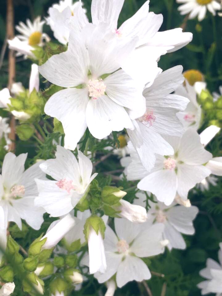 DonnaMarieArt1's tweet photo. Did I ever mention how much I love Saturday 🤗
#PhotographyIsArt #goodmorning #lovecreating #heArt #heartfeltgratitude https://t.co/8zPari984M