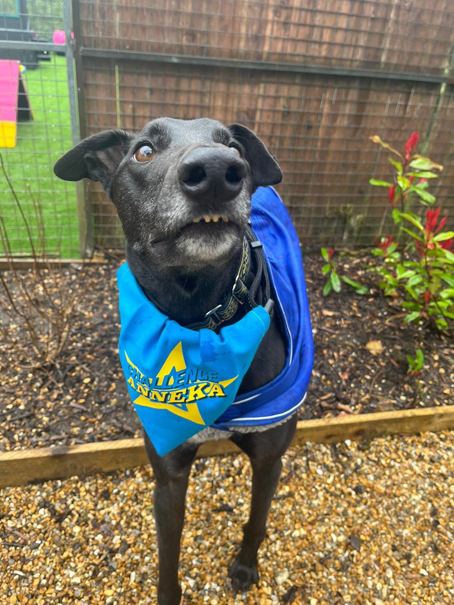 Foal_Farm's tweet photo. Some of our current residents are getting ready to watch #ChallengeAnneka TONIGHT!!! Tune in on Channel 5 at 8:50pm 🐾💚 @channel5_tv @Channel5Press @AnnekaRice https://t.co/06yplrgHO0