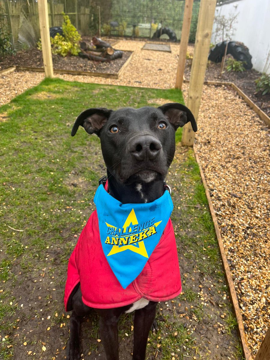 Foal_Farm's tweet photo. Some of our current residents are getting ready to watch #ChallengeAnneka TONIGHT!!! Tune in on Channel 5 at 8:50pm 🐾💚 @channel5_tv @Channel5Press @AnnekaRice https://t.co/06yplrgHO0