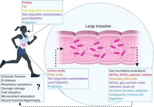 🤩 Revisión de la interacción entre la dieta, el ejercicio y la microbiota intestinal en los atletas
#CardiologiaDeportiva #sportscardiology 
Fueling Gut Microbes: A Review of the Interaction between Diet, Exercise, and the Gut Microbiota in Athletes 
academic.oup.com/advances/artic…