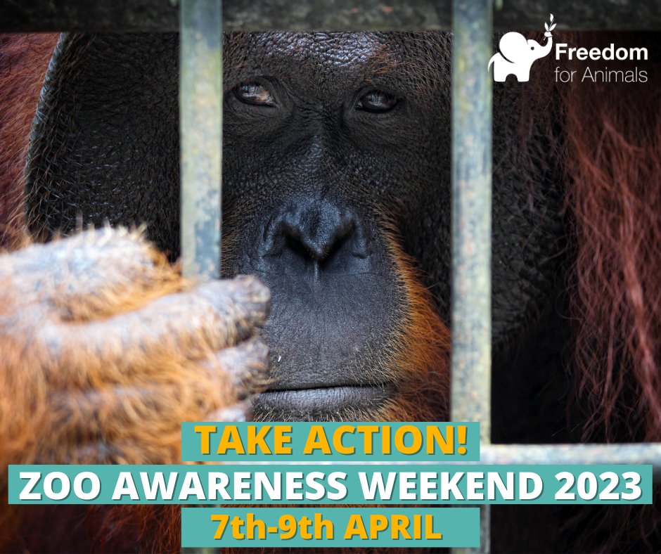 The 7th - 9th April is #ZooAwarenessWeekend! You can help raise awareness and take action by:

📣 Holding a demo at your local zoo or aquarium
🗞️ Distribute leaflets in your local area
❗ Take part in online actions on our social media

#EndCaptivity #ZAW2023 #AnimalRights