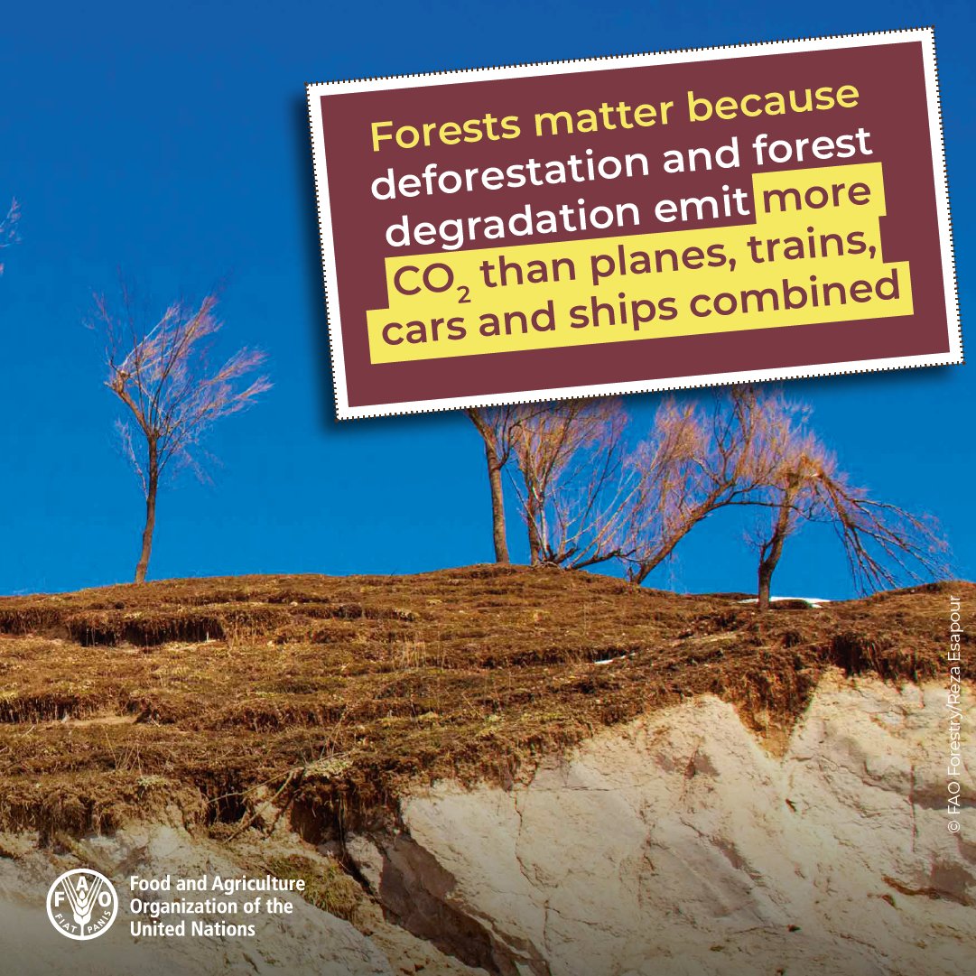 FAOForestry's tweet photo. Did you know?

Deforestation and forest degradation emit more CO2 than planes, trains, cars and ships combined.

#ForestsMatter #ClimateAction https://t.co/QKJOZbDvD7