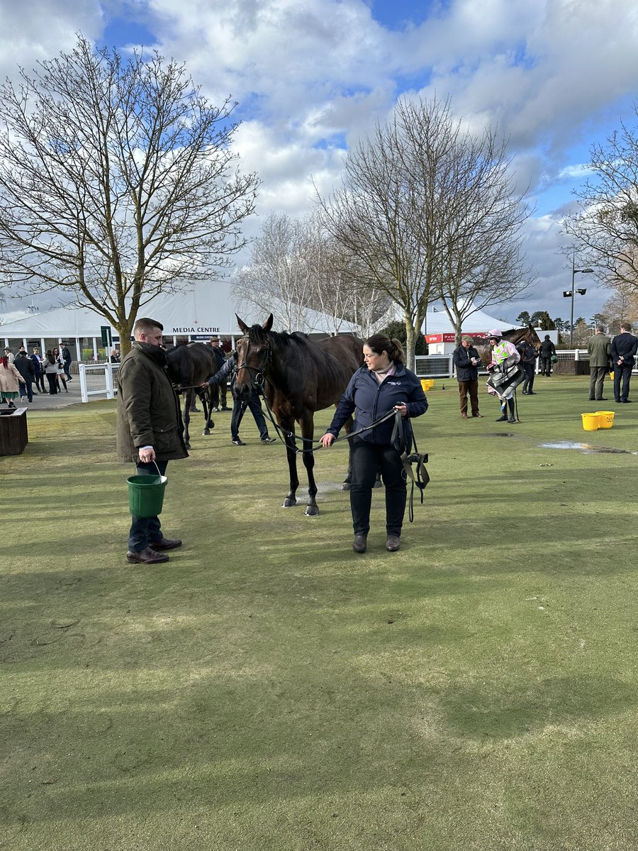 SFSshawfarmstud's tweet photo. I’ve never been more proud of a horse that didn’t win. Jockey and horse gave everything and it was such a thrill to be part of an unbelievable race. Well done to GDC what a horse. #CheltenhamFestival2023 #GoldCup #Racehorse #chaser #whatasport https://t.co/NeYbrxViPH