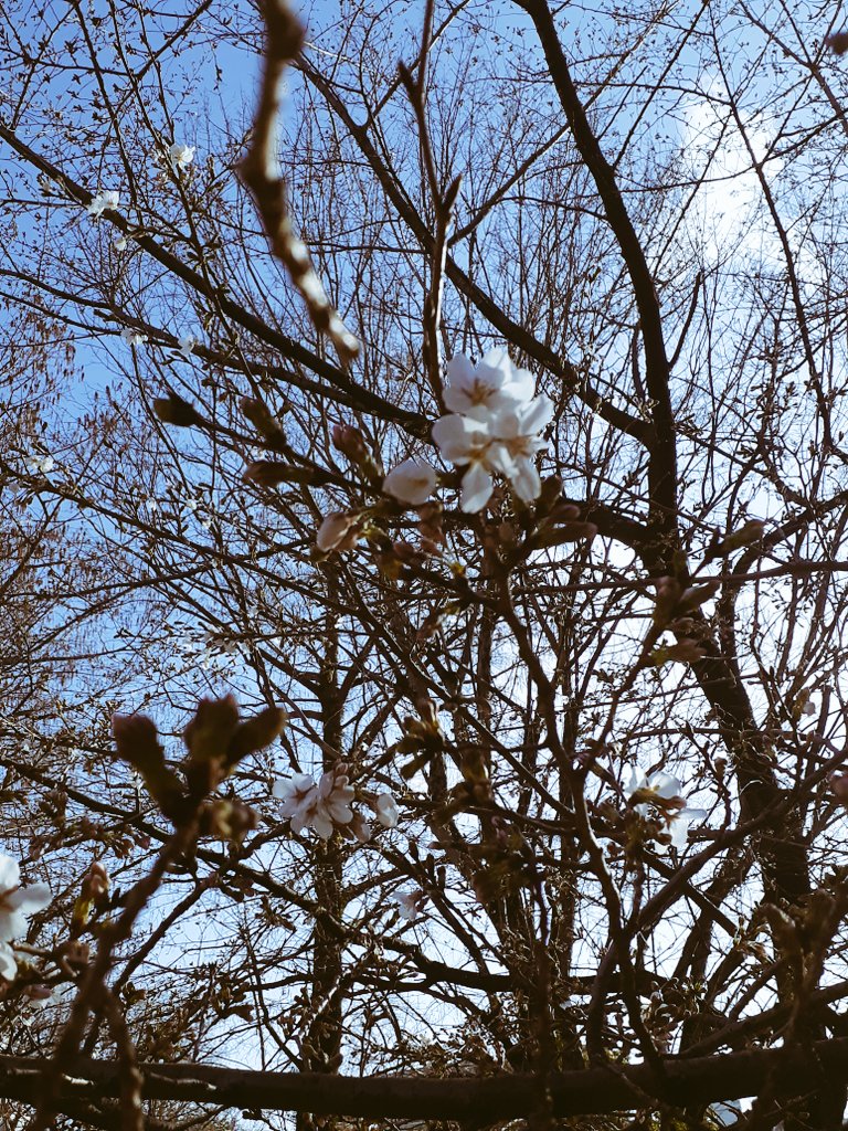 Mrkomasan's tweet photo. #開花 https://t.co/57o9q9ZZ0X