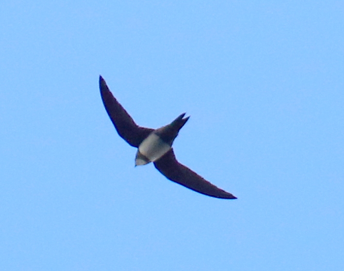 Morpheas1791's tweet photo. One of three Alpine Swifts in Kenmare this morning @KerryBirdNews https://t.co/FSaPbaN0fK