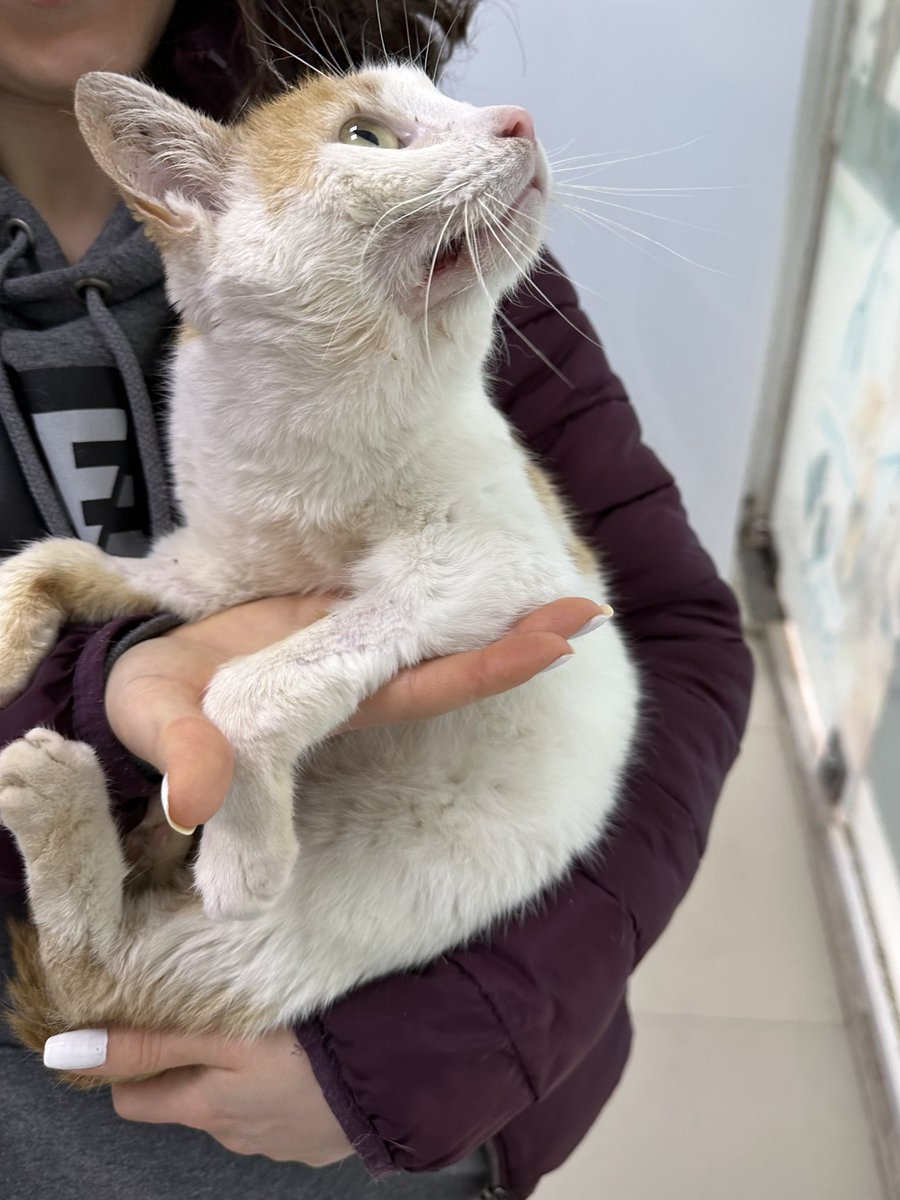 ssibelovski's tweet photo. SAHİPLENDİRME

Herkese merhaba, bu yavruyu sokakta besleme yaparken buldum. Çok halsiz ve bitkindi, mama yerken zorlandığını farkettim. Ağzının kenarı yaralı ve açılmış gibiydi. Veterinere götürdüm bir çeşit virüs olduğunu ve bunun diş etlerinin köküne kadar yayıldığını 👇 https://t.co/dxbJXGgriz