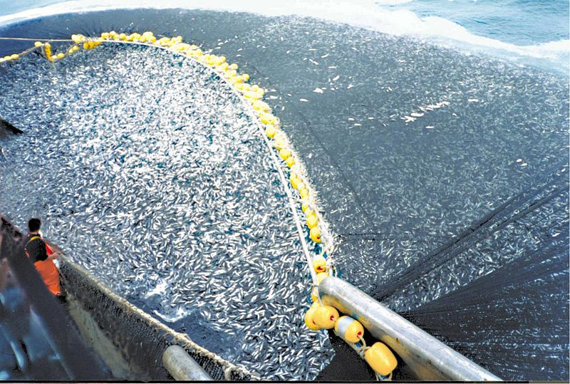 petragumplova's tweet photo. here is my comment on the new #HighSeasTreaty and the tragedy of the #HighSeas #fishing   

cc: @IsabelFeichtner @SurabhiRanganat @law_rich @vdl 

https://t.co/8UXAVSVWdT https://t.co/iyu6LCQIvH