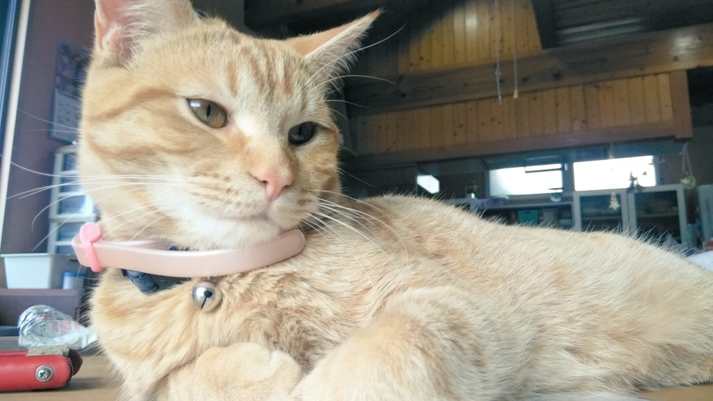 RIIL28388176's tweet photo. #手ブラセクシーねこちゃん写真集
♂ですがね… https://t.co/1bGnhWCbXI
