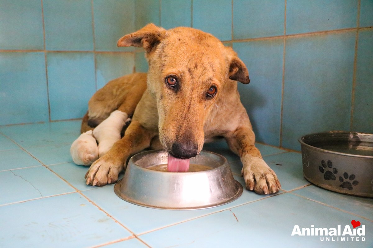 We rescued this handsome #dogs with a sore maggot-filled wound on his paw. daily wound dressings, a bit of rest &loving encouragement will make sure he’s back in action as soon as possible. Make a #donation for life-saving rescues: animalaidunlimited.org/donate/ #animalrescue #india