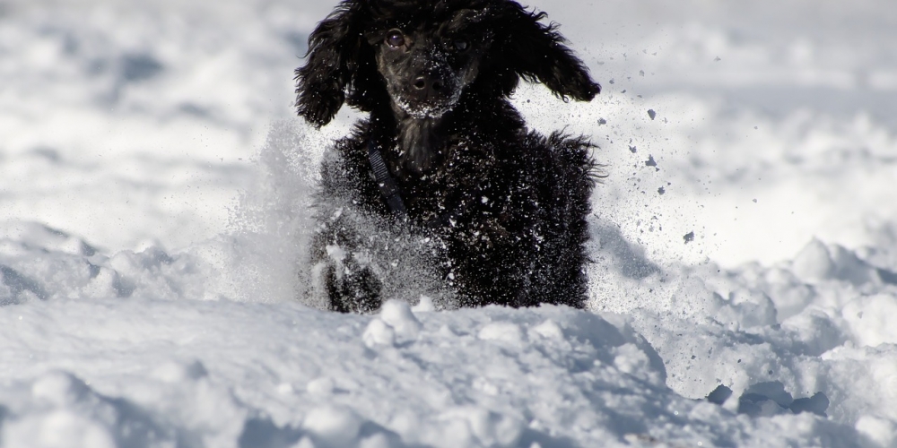 PetasticPets's tweet photo. Isn't it cool?
 #pets #dogs #cats #familypets #petastic #doglovers #catlovers #petlovers #dogsandcats #petslife #cutepets #cutedogs #cutecats #funnydogs #catmemes #dogmemes #funnycats #lovelypets #lovelydogs #lovelycats https://t.co/cm2FmAfvdo