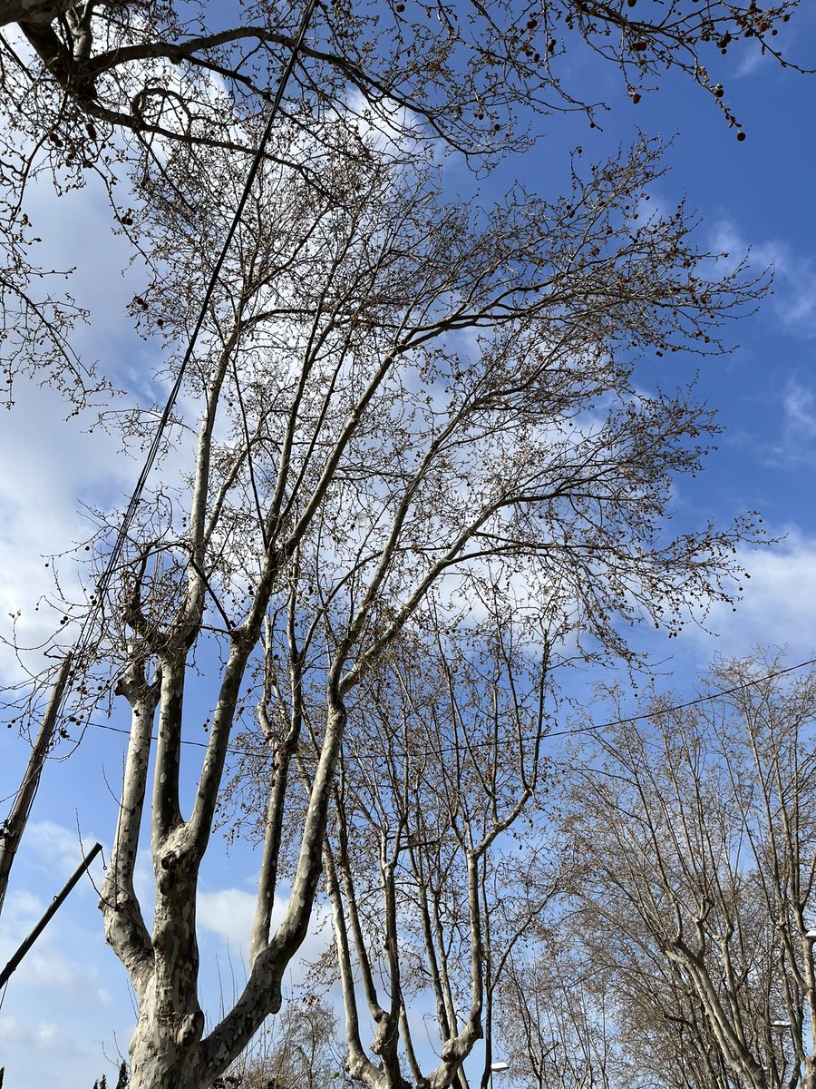 gmiravall's tweet photo. @reus_cat @CarlesPallicer podeu, si us plau, venir a podar els arbres del carrer Josep Guix Lladó d’una vegada? Cal tenir arbres de 15 metres d’alçada? Cal que estiguin constantment caient branques? #UrbMasCarpa #Reus https://t.co/9pa0GdVdjc