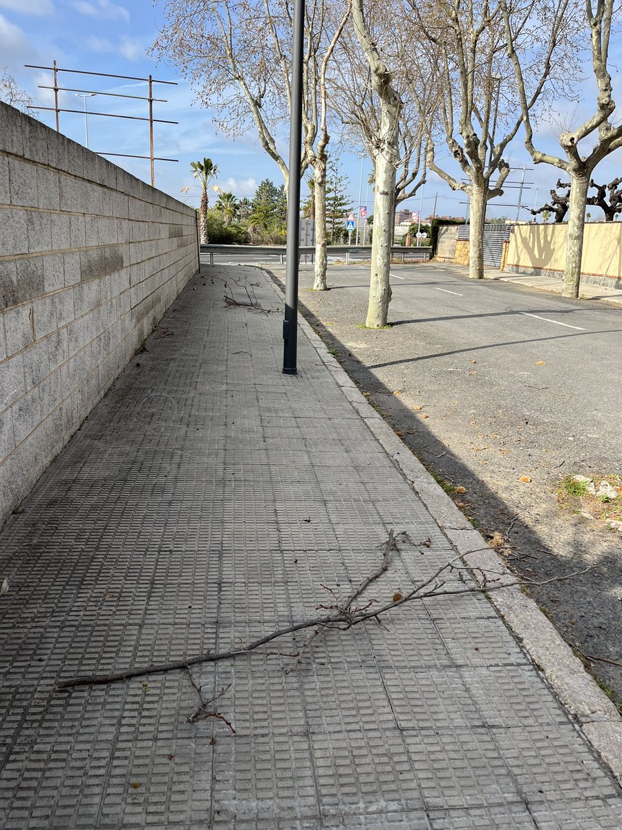 gmiravall's tweet photo. @reus_cat @CarlesPallicer podeu, si us plau, venir a podar els arbres del carrer Josep Guix Lladó d’una vegada? Cal tenir arbres de 15 metres d’alçada? Cal que estiguin constantment caient branques? #UrbMasCarpa #Reus https://t.co/9pa0GdVdjc