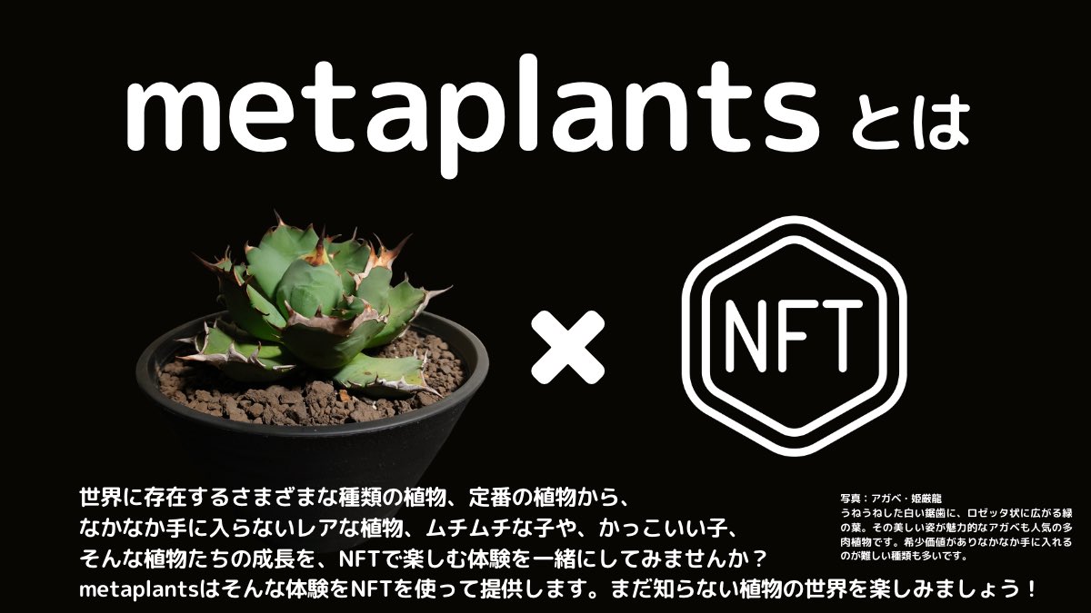 0xmetaplants's tweet photo. 🚨全員当選Giveaway🚨
#観葉植物 を3Dモデル化しオンチェーンに育成記録を残せる #metaplants NFT Passを無料配布します🪴

【参加条件】
1️⃣ @0xmetaplants のフォロー
2️⃣ 本ツイートのいいね❤️&amp;RT🔁
3️⃣ 以下フォームよりエントリー
https://t.co/7fA777cRrZ

⏰締切： 3月31日JST 中
#パキポディウム https://t.co/GXpPbFWlwP