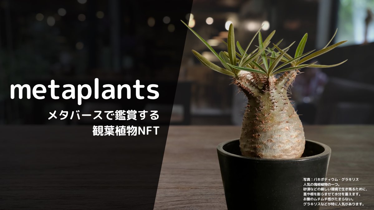 0xmetaplants's tweet photo. 🚨全員当選Giveaway🚨
#観葉植物 を3Dモデル化しオンチェーンに育成記録を残せる #metaplants NFT Passを無料配布します🪴

【参加条件】
1️⃣ @0xmetaplants のフォロー
2️⃣ 本ツイートのいいね❤️&amp;RT🔁
3️⃣ 以下フォームよりエントリー
https://t.co/7fA777cRrZ

⏰締切： 3月31日JST 中
#パキポディウム https://t.co/GXpPbFWlwP