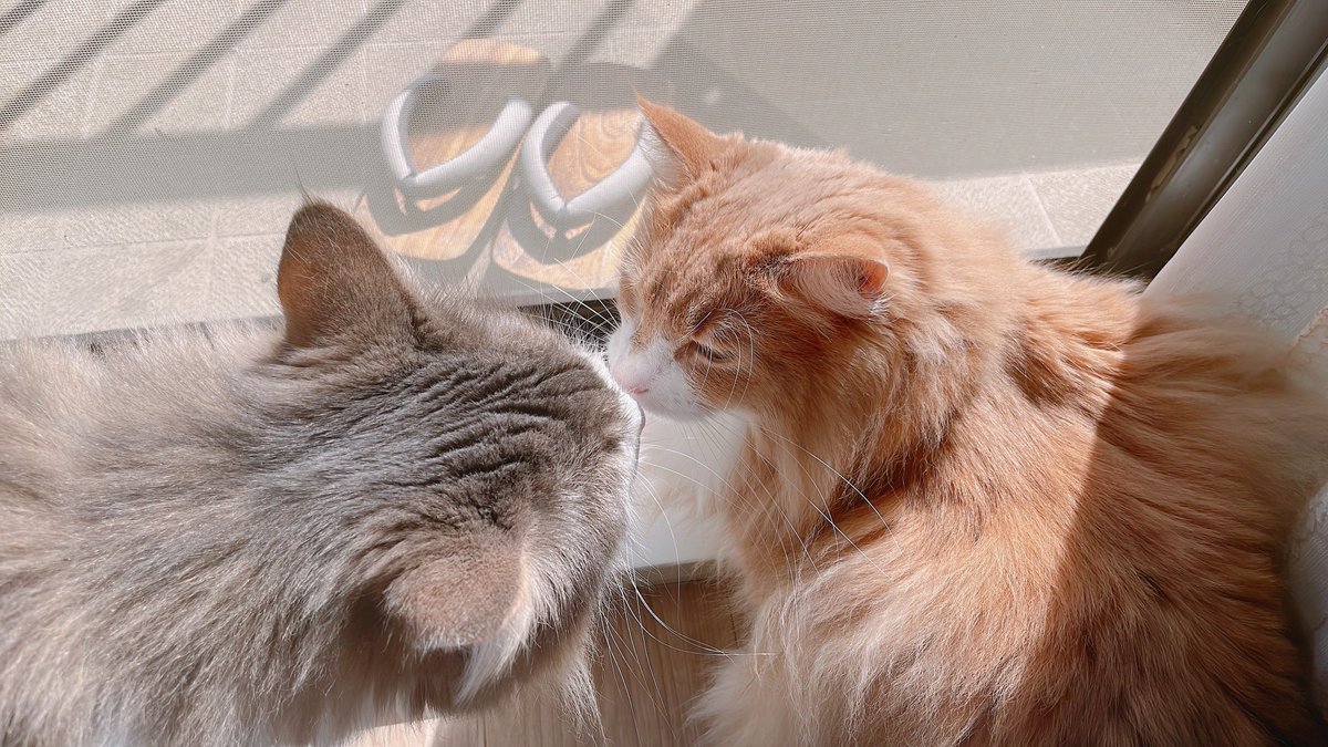 llya_cat's tweet photo. 鼻ちゅーの撮影に成功 https://t.co/bpwIcQy8pl