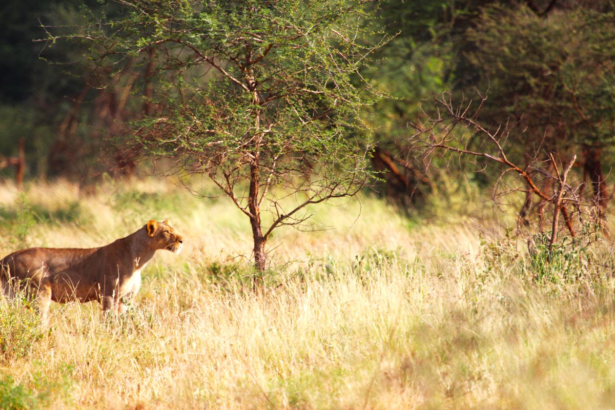 Alert....lion in Meru alerting on 3 zebra.  The zebra got away.  #SavetheLions #safarilife #safarimemories #champions4wildlife #wildlifephotography #WildlifeWednesday #EwasoLions #Magicalkenya