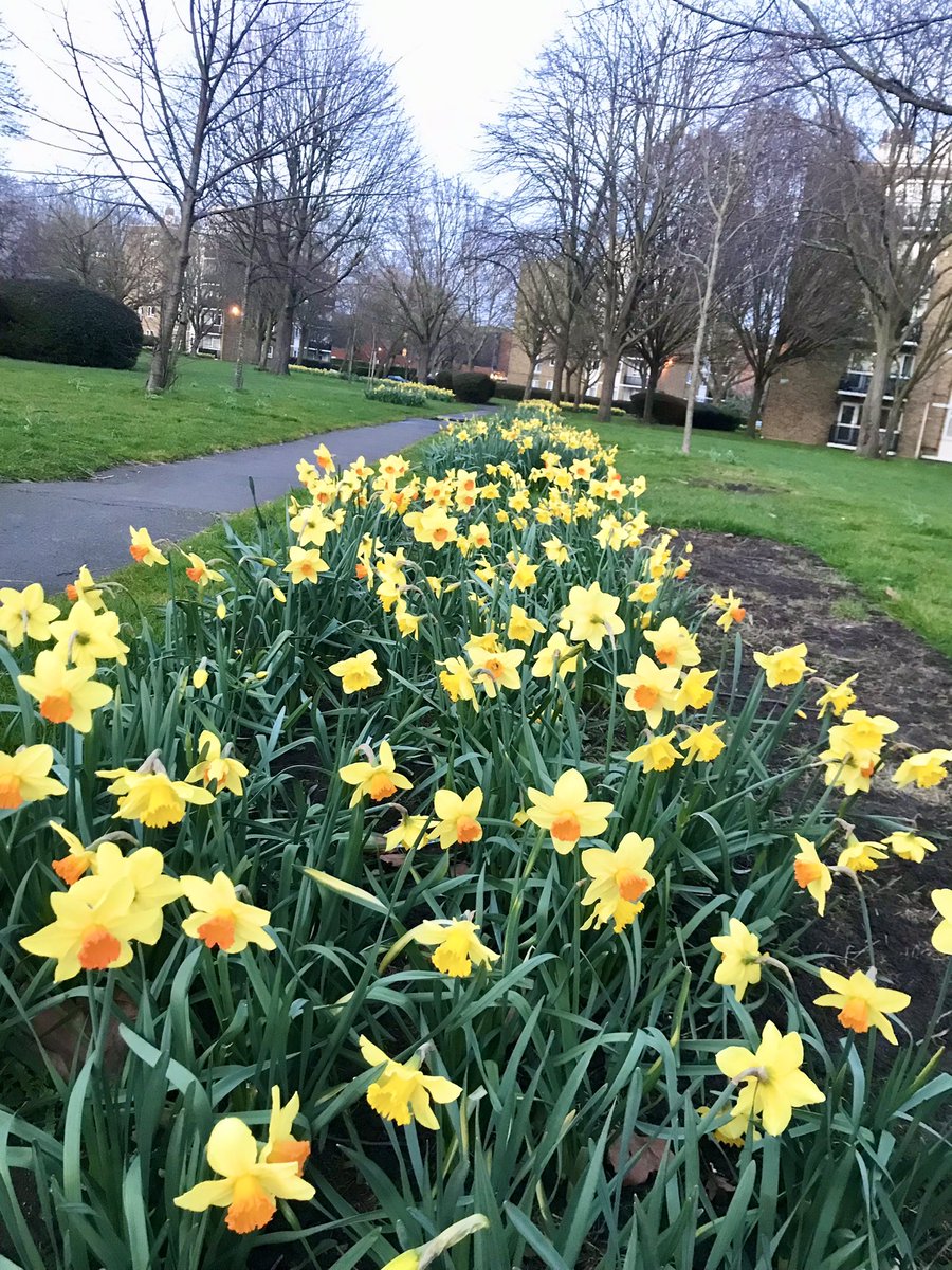 summerstown182's tweet photo. TODAY! Legions of the finest daffodils on #PlanetTooting prepare to salute #TheDaffodilKing! Join us #StreathamCemetery 2pm, for Peter Barr’s #FieldsOfGold Daffodil History Walk inc #FishpondsField #Springfield #MoffatRoad #Aboyne https://t.co/Gq1412PUMB https://t.co/aoOP9dnI8p
