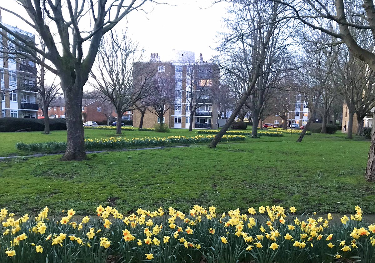 summerstown182's tweet photo. TODAY! Legions of the finest daffodils on #PlanetTooting prepare to salute #TheDaffodilKing! Join us #StreathamCemetery 2pm, for Peter Barr’s #FieldsOfGold Daffodil History Walk inc #FishpondsField #Springfield #MoffatRoad #Aboyne https://t.co/Gq1412PUMB https://t.co/aoOP9dnI8p