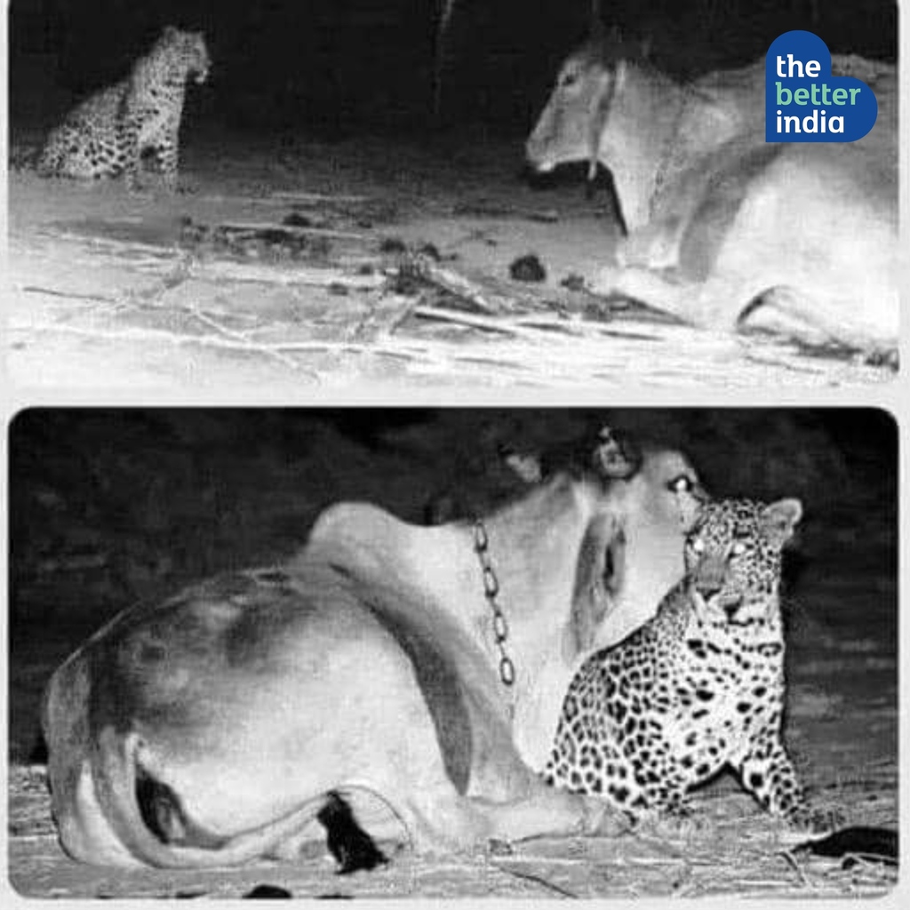 #DidYouKnow
In 2002, an unusual relationship developed between a wild leopard and a cow in Gujarat, India, that has to be seen to be believed.

What do you think may have been the reason for this unusual behaviour?