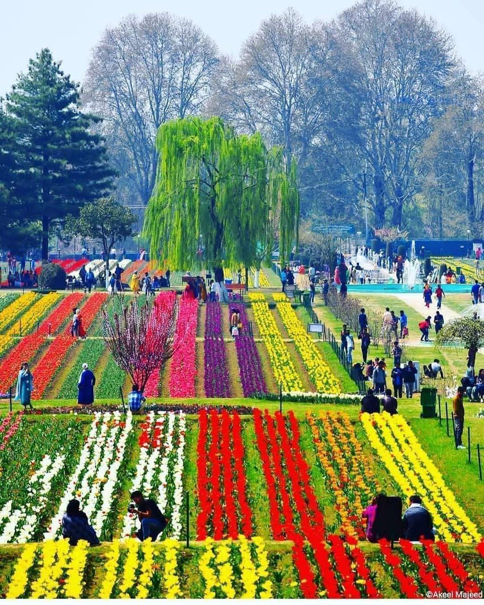 Rubabkhalid22's tweet photo. Beauty of tulipgarden srinager kashmir🌲 https://t.co/5dPm4ud0T3