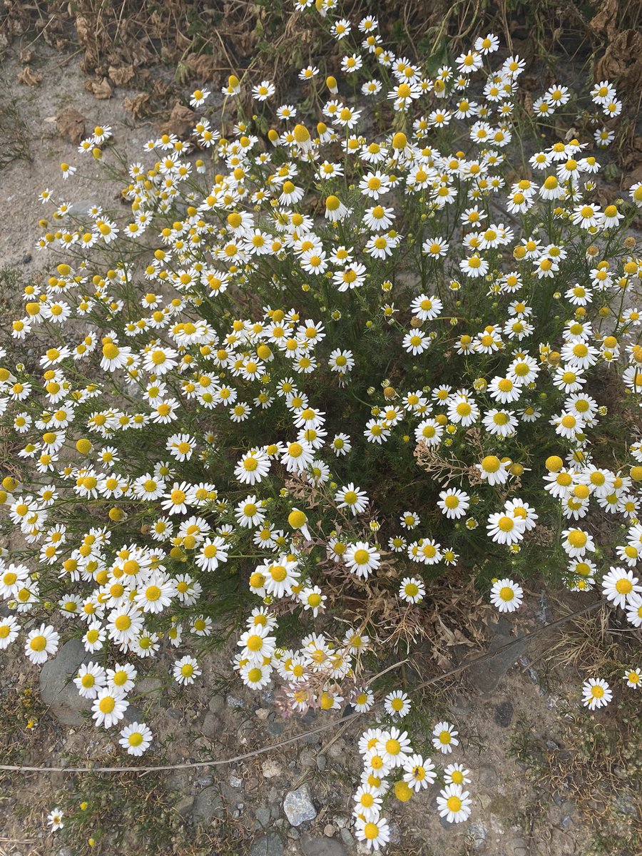 ‘Gökyüzüne ve papatyalara zaafım var.’