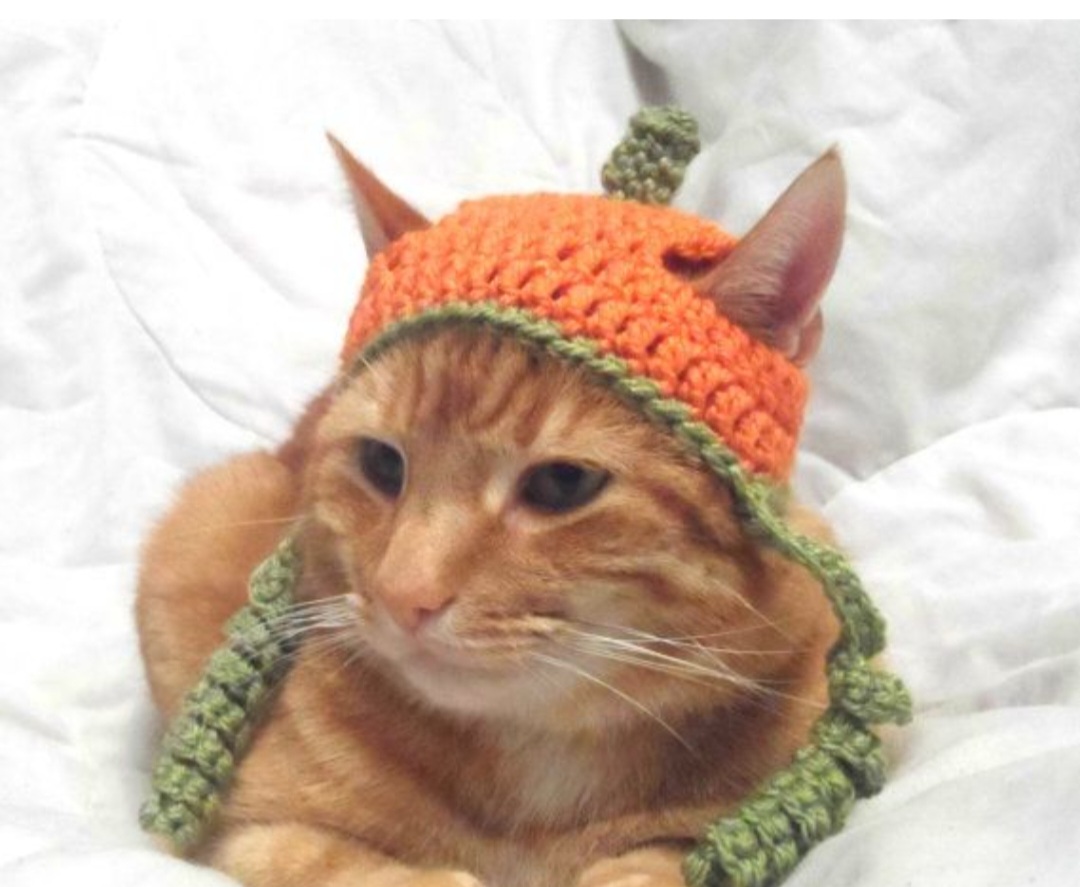 _Flower_Fae_'s tweet image. Me scripting that in my dr

every animal loves to wear hats because .+*yes*+.

#shiftingrealities #shiftwt #desiredreality