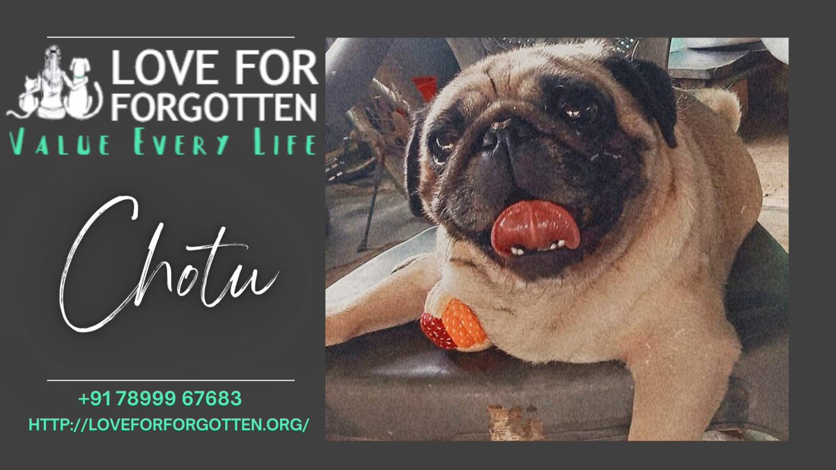 LFF_Bangalore's tweet photo. Chotu wants to raise a #petition for an extra #weekend between #Saturday and #Sunday. Who wants in?

#puglife ❤ https://t.co/lFhoZaGBge