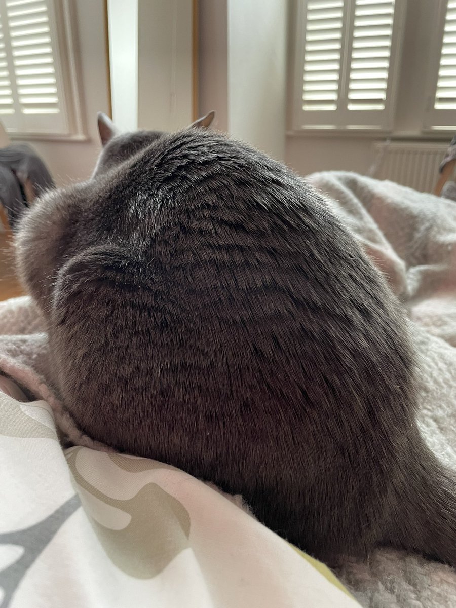 miconm's tweet photo. Well, no getting up then! #Caturday #greycat #nancycat https://t.co/t4OMJBWPUu