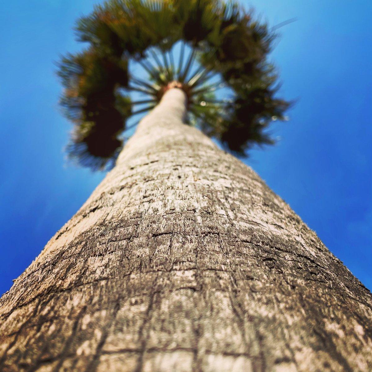 Tall. 

#Cannes #cotedazurfrance #tall #cannesavance #palmtrees #palmbeach #palma #visitCannes #dreambig #standtall #immovable #cannes2023 #instaCannes #iloveCannes #mipim #canneslions #filmfestival
