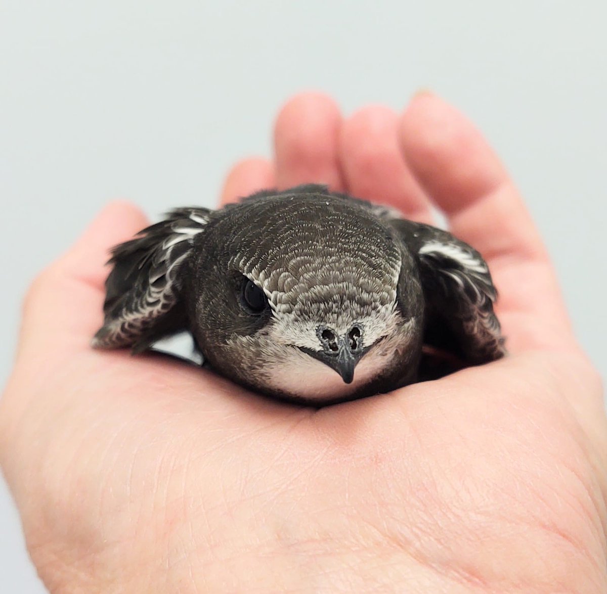 WriterHannahBT's tweet image. This bird is designed to cross the Sahara 40 times, spending most of its life in the SKY. Staying loyal to 1 hole in someone's wall, every year it will come HOME to us. Help our iconic neighbours: endangered #swifts by signing #TheFeatherSpeech petition ⬇️petition.parliament.uk/petitions/6267…