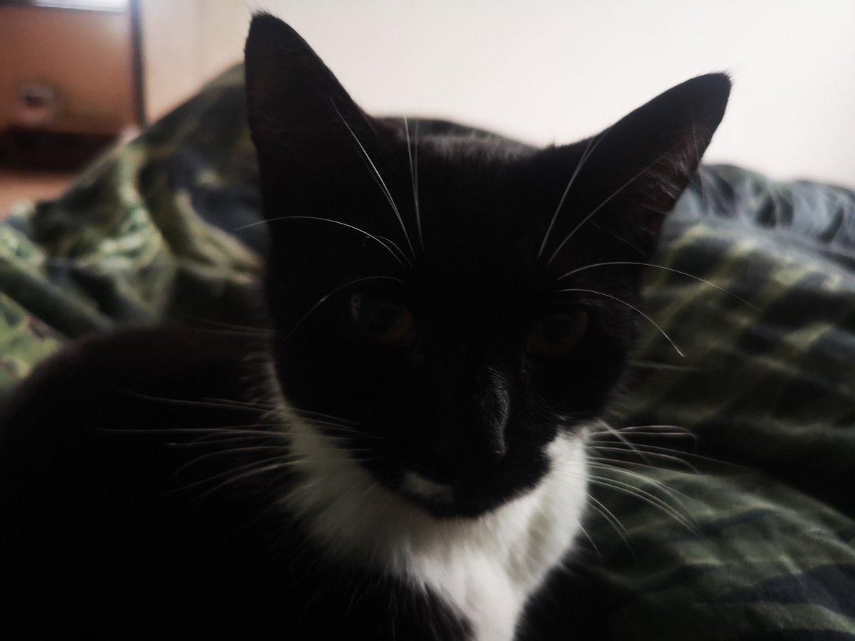 HannahWoolmer's tweet photo. Name this cat https://t.co/tVF1hBhfOl