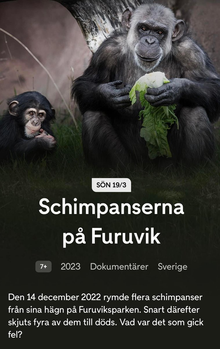 HallbergAK's tweet photo. Imorgon söndag släpps vår dokumentär ”Schimpanserna på Furuvik” på TV4 Play! Och senare i vår kan ni se den i TV4. Matilda Löfdahl och jag är med i Nyhetsmorgon söndag imorgon kl 11:30 och berättar om dokumentären. https://t.co/49W9sLcPWk