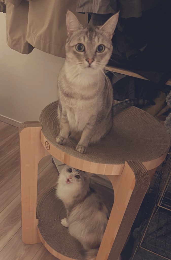 lenomano's tweet photo. バリバリボウルをgetした
真顔兄とおしゃべり妹
お口がかわいい💕
#猫 https://t.co/Wk7BKOV7Pg