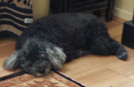 KayeElizBrown's tweet photo. @Phil_Sledge My dear elderly toy poodle, Asha https://t.co/CUZgiPMALv